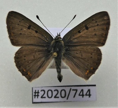 Motyl Lycaena tityrus samiec .