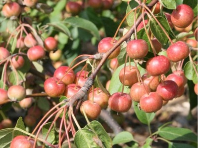 Jabłoń Malus Rajska