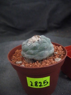 Lophophora williamsii 2825 don7cm PC1452B