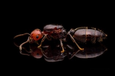 Mrówki Crematogaster scutellaris Królowa