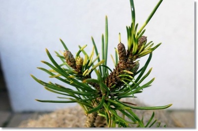 Pinus mugo Agatka - Rarytas !!!