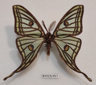 Motyl Graellsia isabellae samiec 79mm.