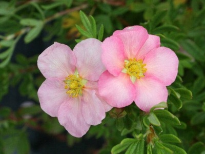 Pięciornik PINK QUEEN sadzonka