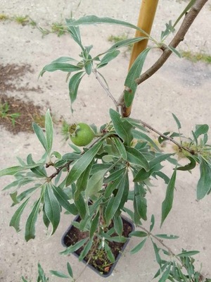 Grusza wierzbolistna - Pyrus salicifolia