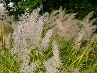 Trzcinnik KRÓTKOWŁOSY calamagrostis brachytricha - ZJAWISKOWE kwiatostany