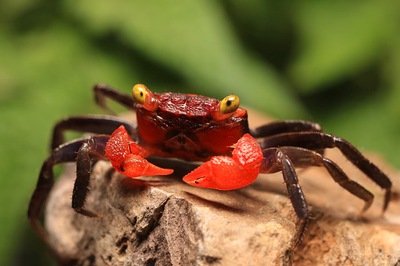 Krab DIABEŁ - Geosesarma hagen - Krab RED DEVIL