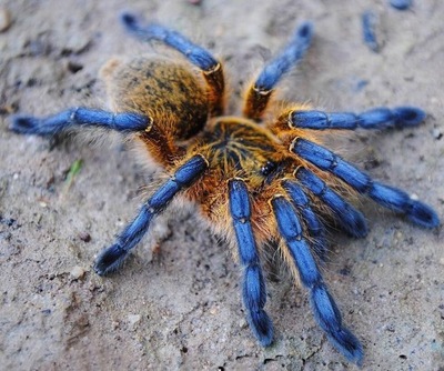 Harpactira pulchripes ptasznik L2