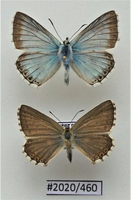 Motyl Lysandra coridons PARA motyli .