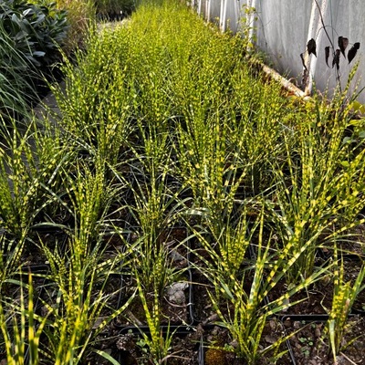 Miskant chiński 'Gold Bar' (Miscanthus sinensis)