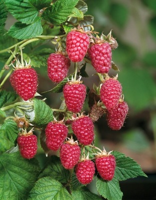 Malina POLANA - sadzonka P13