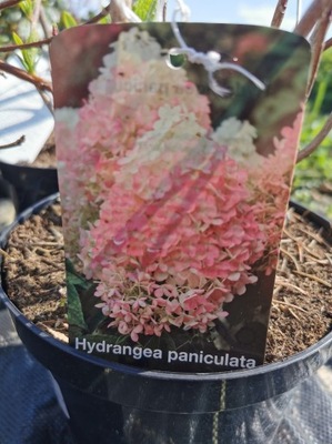 Hortensja paniculata bukietowa sadzonka