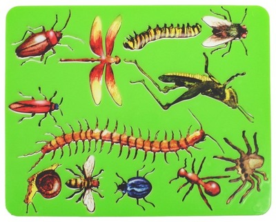 Szablony rysunkowy Panta Plast owady