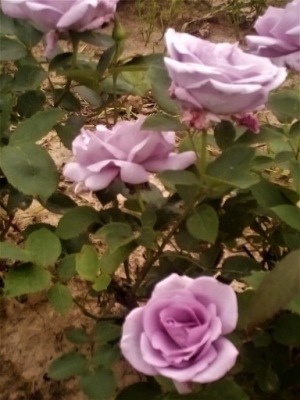 róża pnąca niebieska