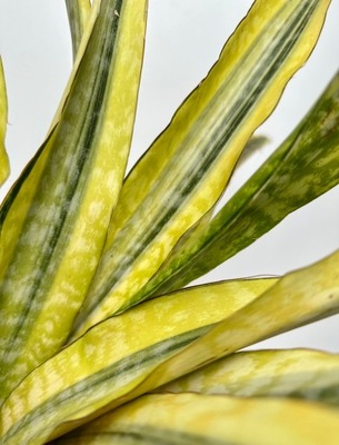 SANSEVIERIA aubrytiana LAUREN 60cm