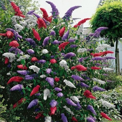 TRÓJKOLOROWA BUDLEJA TRICOLOR - ZESTAW 3 SADZONEK