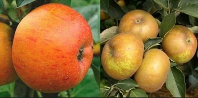 JABŁOŃ DUO ZŁOTA RENETA I SZARA RENETA