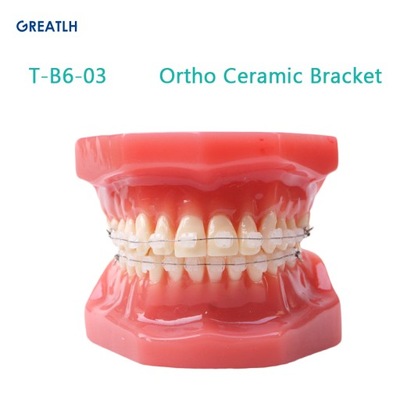 Dental ortodontyczny Model zęba Ortho ceramiczny