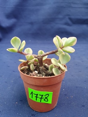 Portulacaria afra variegated 1778p - PS4704W