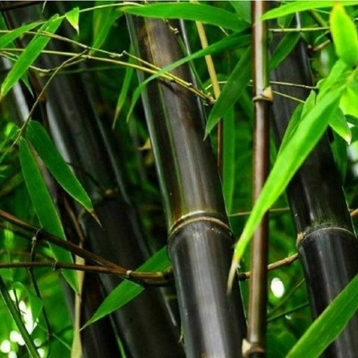 Bambus czarny drzewiasty Nigra mrozoodporny 30-50cm C2