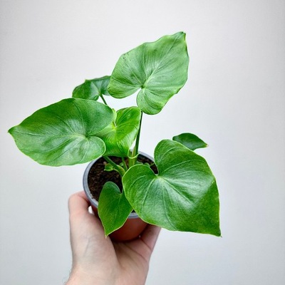 Philodendron Shangri La Filodendron