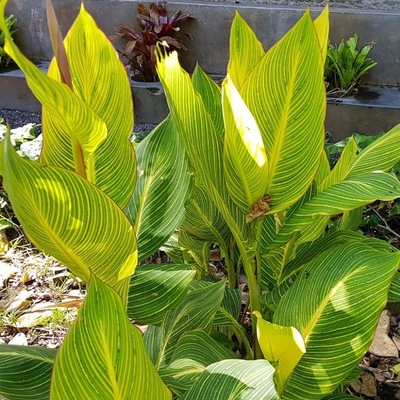 Paciorecznik - Canna Pretoria 1szt