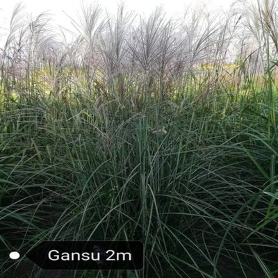 Miskant chiński GANSU - Miscanthus sinensis