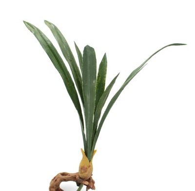 Roślina R017 do terrarium 45cm liście storczyk