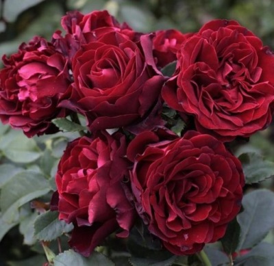 RÓŻA Hommage a Barbara! RABATOWA BORDOWO- CZARNA!!