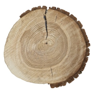 Plaster drewna orzech włoski 29-33/3,5 cm