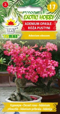 ADENIUM OPASŁE RÓŻA PUSTYNI NASIONA 5szt. TORAF