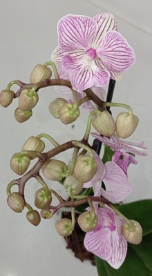 PHALENOPSIS storczyk Manta fenida 6