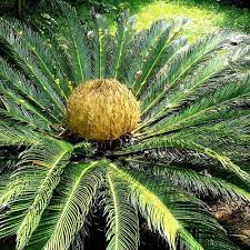 Sagowiec himalajski Cycas Pectinata 5 nasion