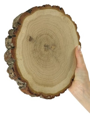 Plaster drewna Dębu 15-20 cm gr. 3 cm Szlif Kora