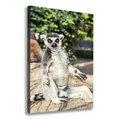 Foto-obraz zdjęcie na płótnie Lemur 70x100 cm