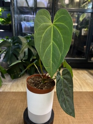 Anthurium Red Gunsal #2