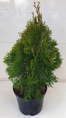 Żywotnik zachodni Thuja Szmaragd 35-40cm