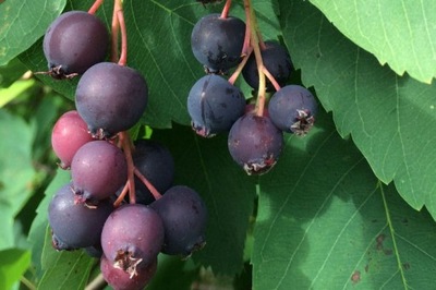 Świdośliwa Amelanchier 'Honeywood'