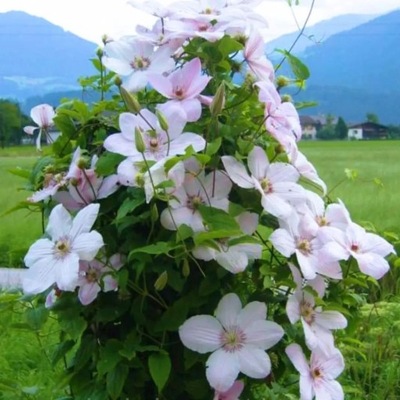 Powojnik Clematis wielkokwiatowy Jan Paweł II