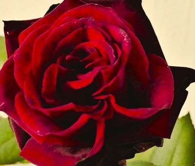 Róża Rabatowa Bordowa
