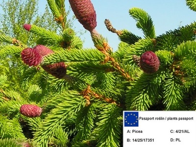 Świeerk PICEA ACROCONA