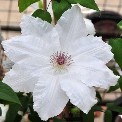 powojnik 'Fuyu-No-Tabi' (Clematis)