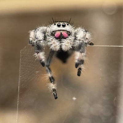 Phidippus regius apalachicola L2-3