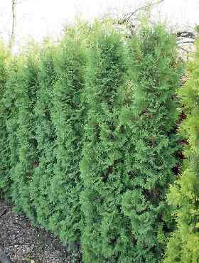 Thuja Tuja Żywotnik zachodni 'Flevoland'