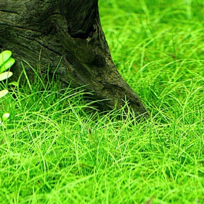 Eleocharis pusilla - in-vitro Aqua Art