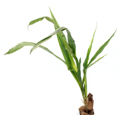 Roślina R016 do terrarium 75cm storczyk