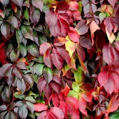 Winobluszcz pięciolistkowy (parthenocissus quinquefolia) | P11