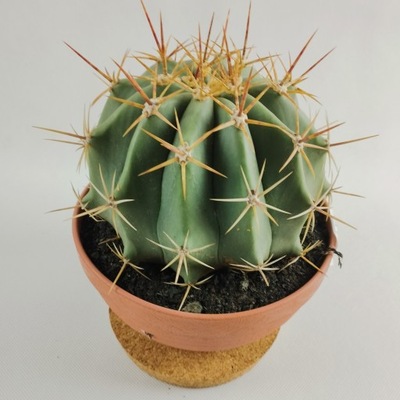 Kaktus Ferocactus Latispinus