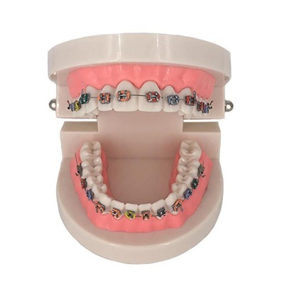 Ortodontyczny model nauczania dentystycznego Pielęgnacja zębów