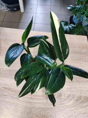 Philodendron Cobra Monstera standleyana HEAT PACK GRATIS