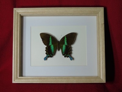 Motyl w ramce / gablotce 27 x 22 cm . Papilio blumei - Indonezja .